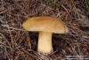 klouzek strakoš (Houby), Suillus variegatus, Suillaceae (Fungi)